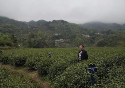 县农业农村局检查茶叶绿色发展先行先试工作